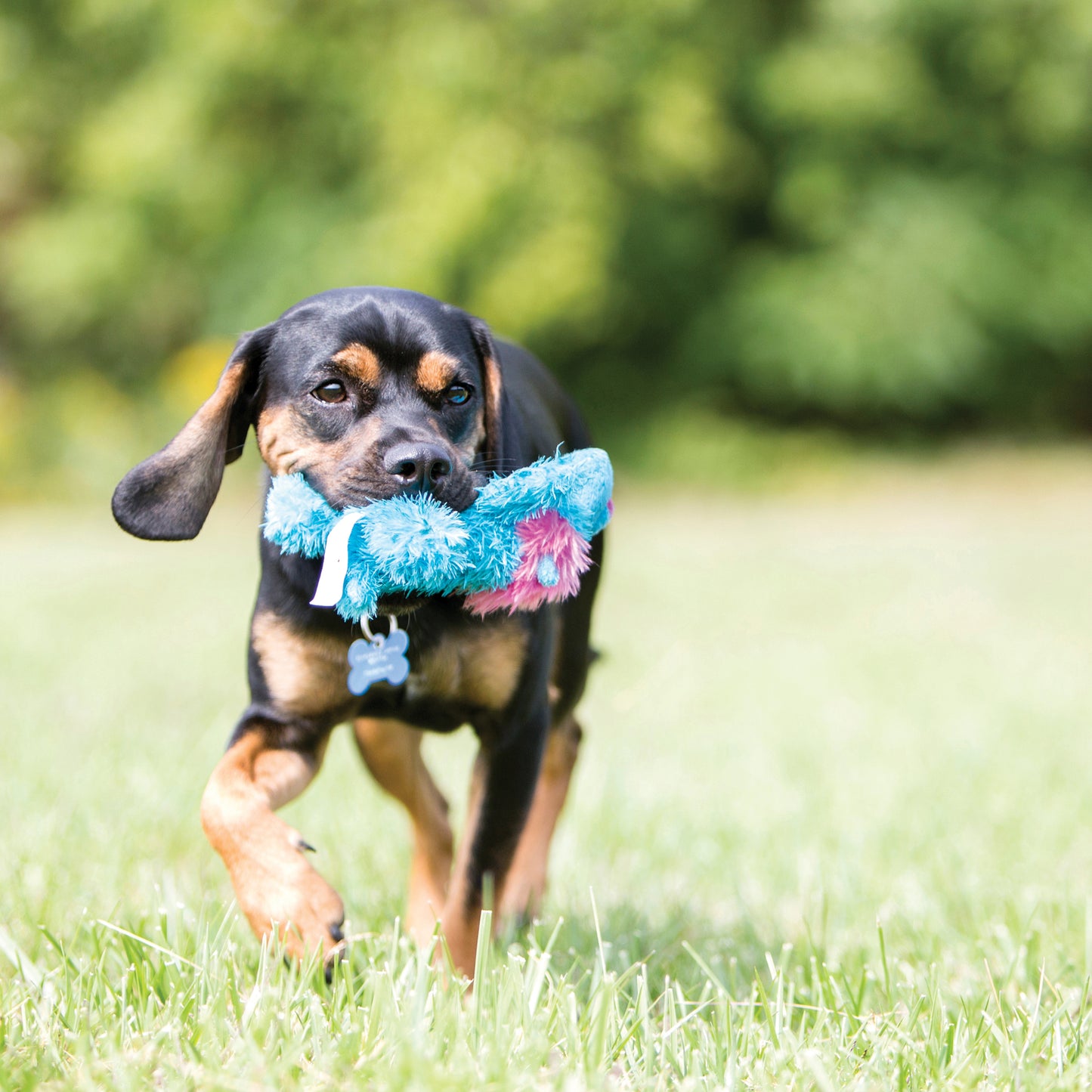 KONG Cozie Baily Dog