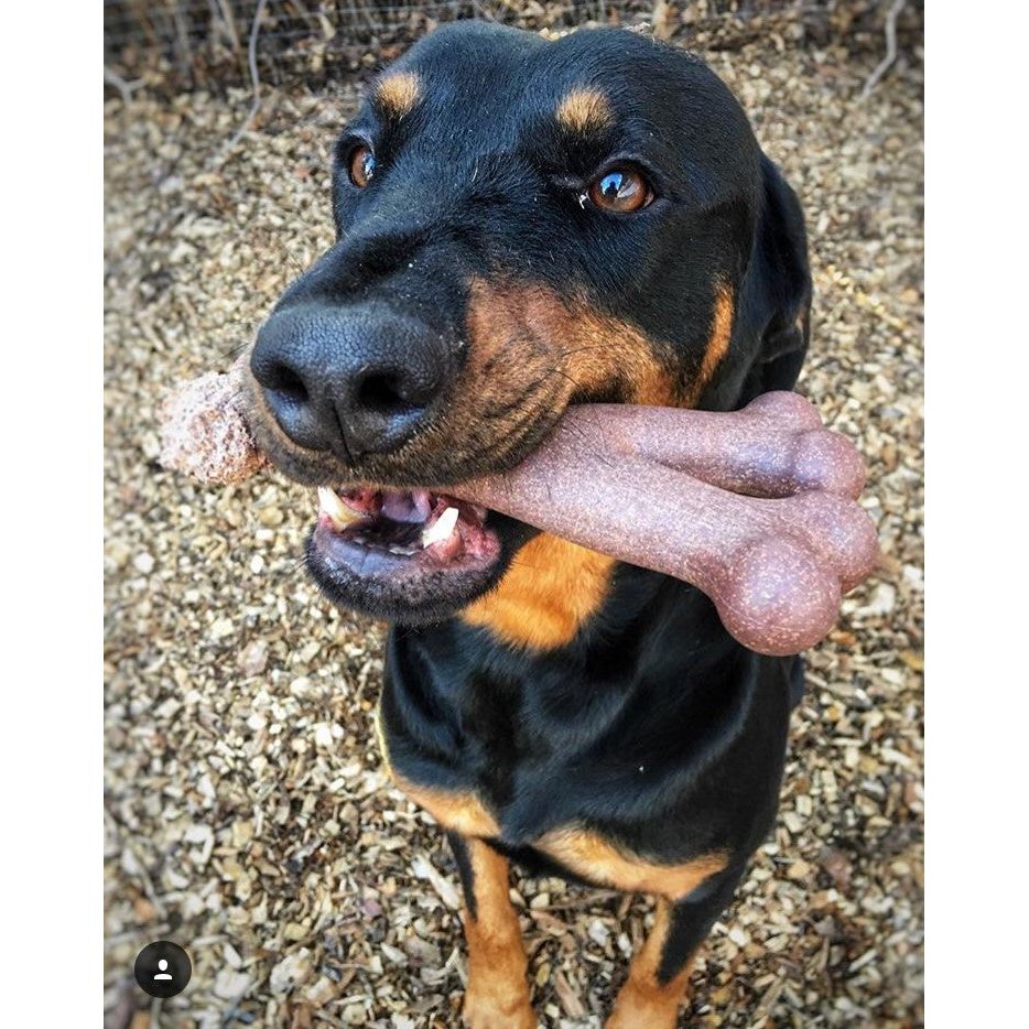 🥓 Bam-Bones Tipo Y Sabor Tocino