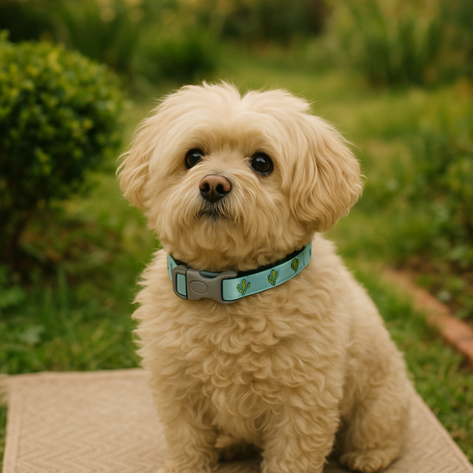 Collar Tucson FuzzYard