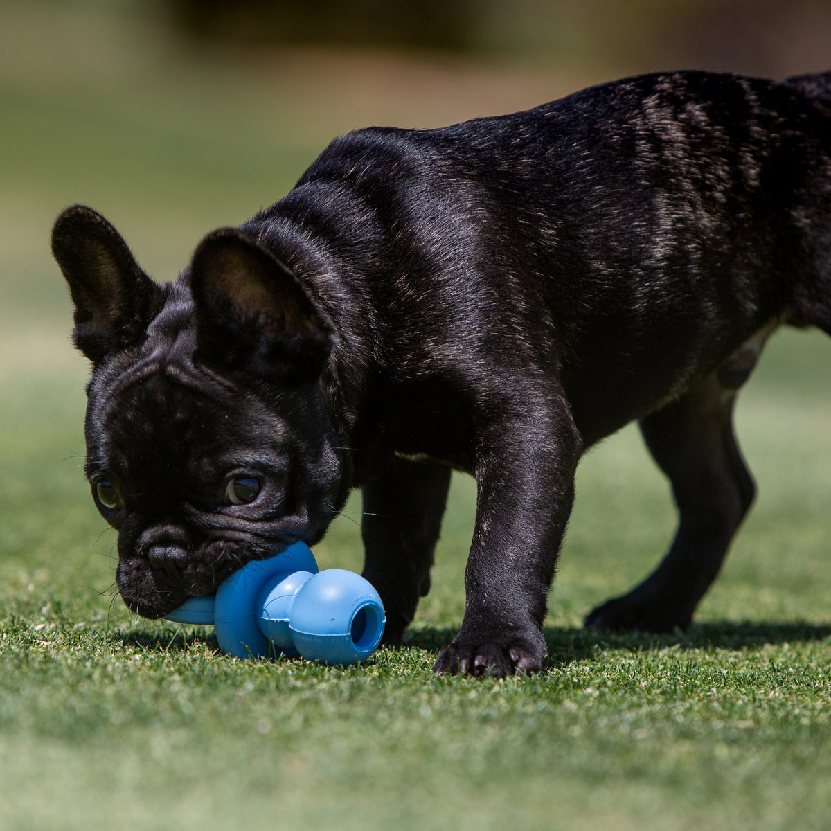 KONG Puppy Binkie