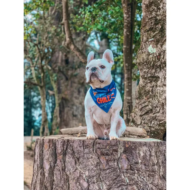 Bandana con Collar “Viva Chile”