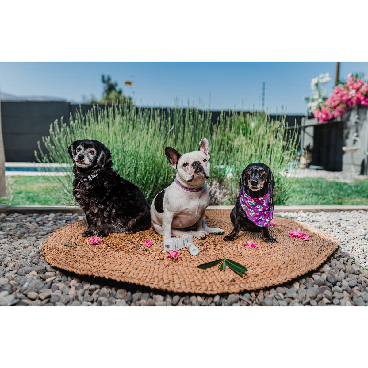 Coolpet Protector Solar SPF 30