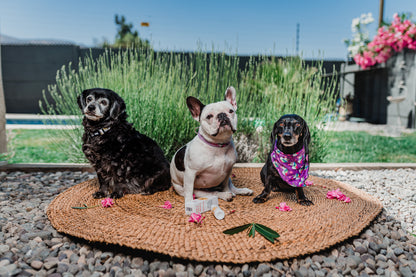 Coolpet Protector Solar SPF 30