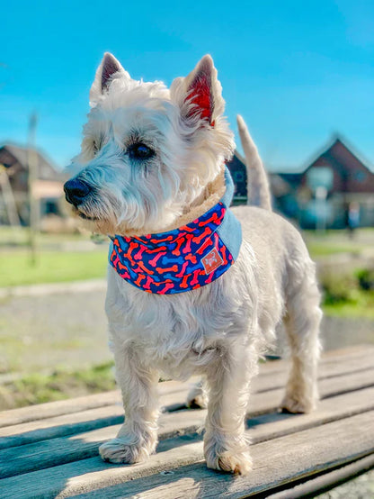 🐾 Cuello “Bones” by Simona