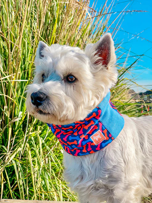🐾 Cuello “Bones” by Simona