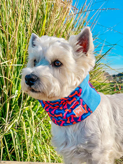 🐾 Cuello “Bones” by Simona