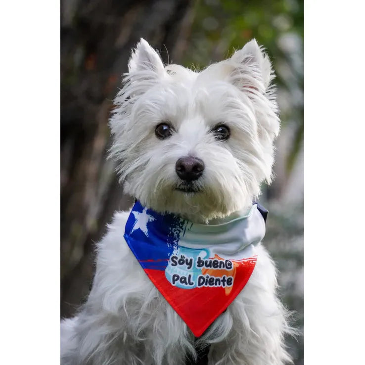 Bandana con Collar “Soy Bueno Pal Diente”