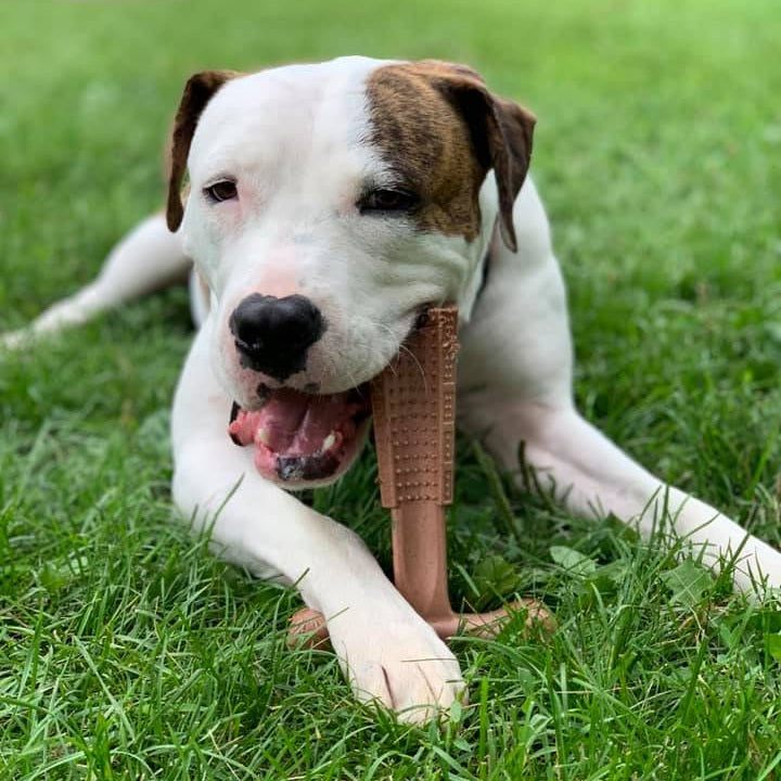 🦴 Bam-Bones Tipo T Sabor Pollo Talla L