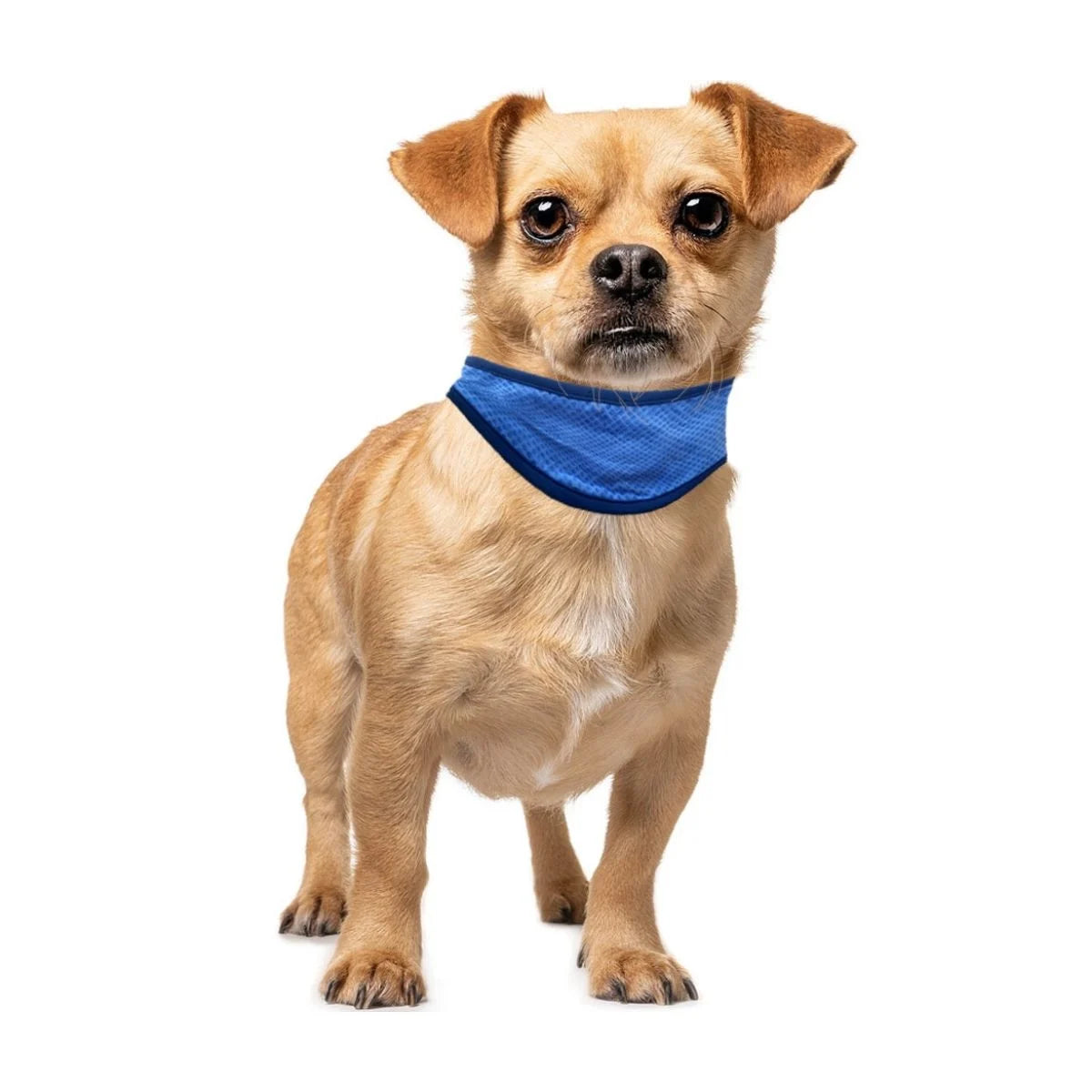 Bandana Refrescante Pawise