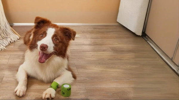 Venda Autoadhesiva Huellitas para Perros y Gatos